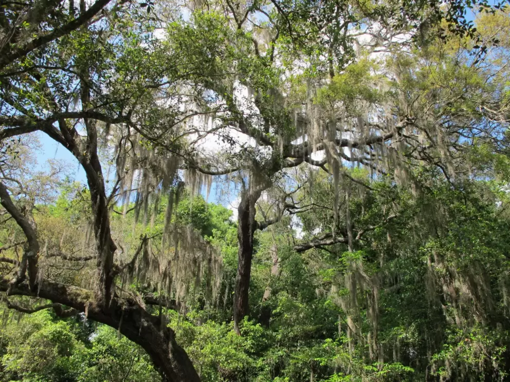 Looking up at the Spanish moss and many shades of green.