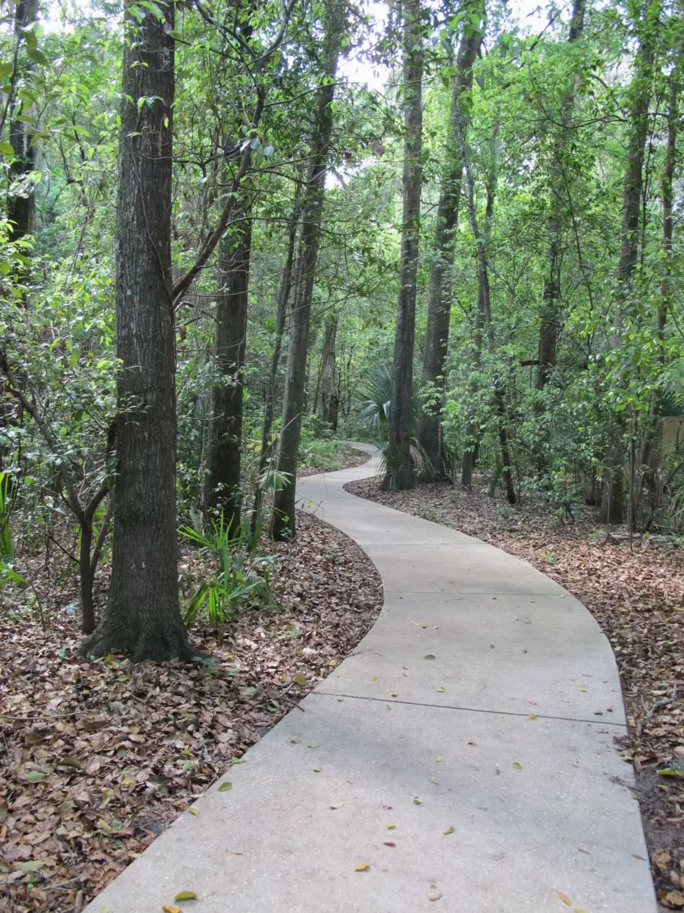 Sweet trail in the forest.