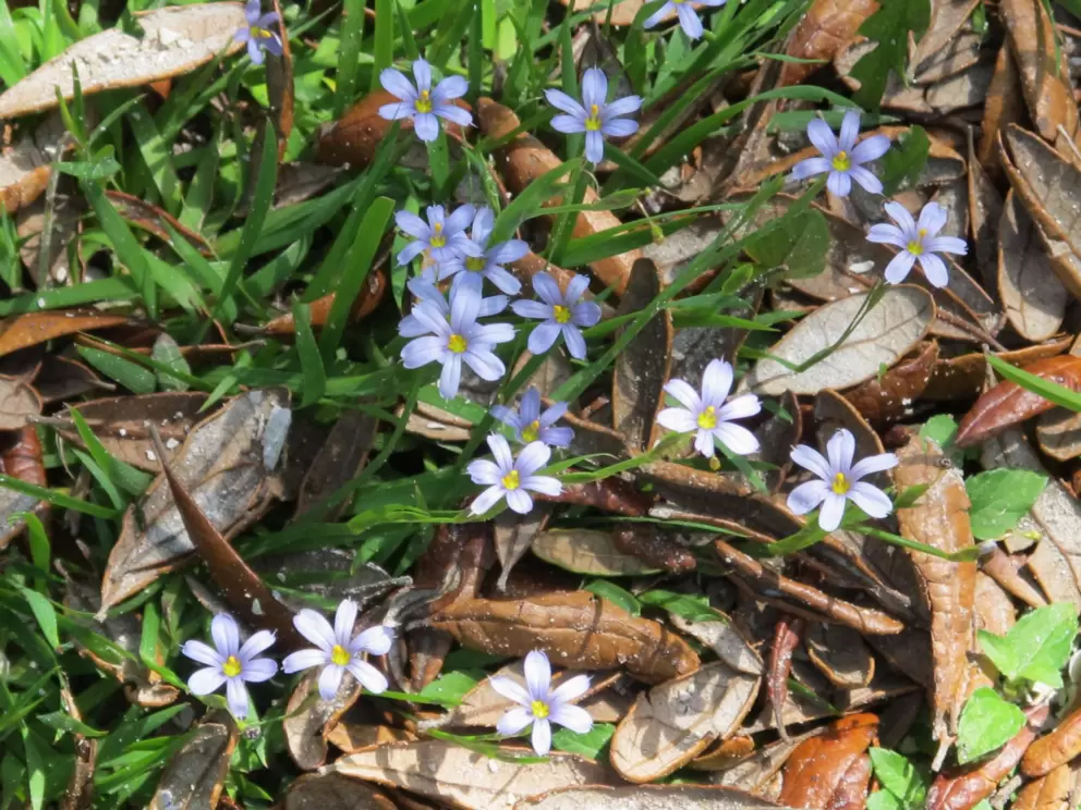 Blue-eyed grass.