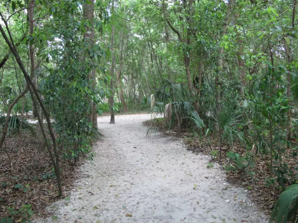 Trail amid tropical vegetation.