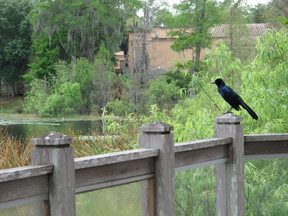 Bird at the boardwalk between Dinky Dock Park and Cornell Fine Arts Museum, Rollins College.
