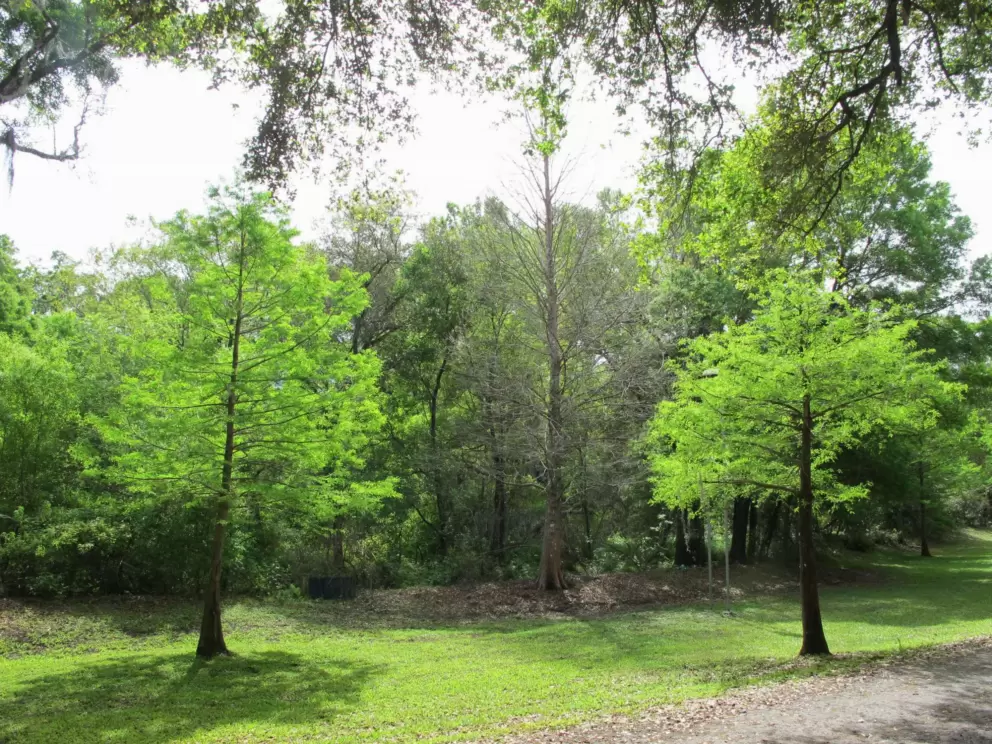 Bright green trees!