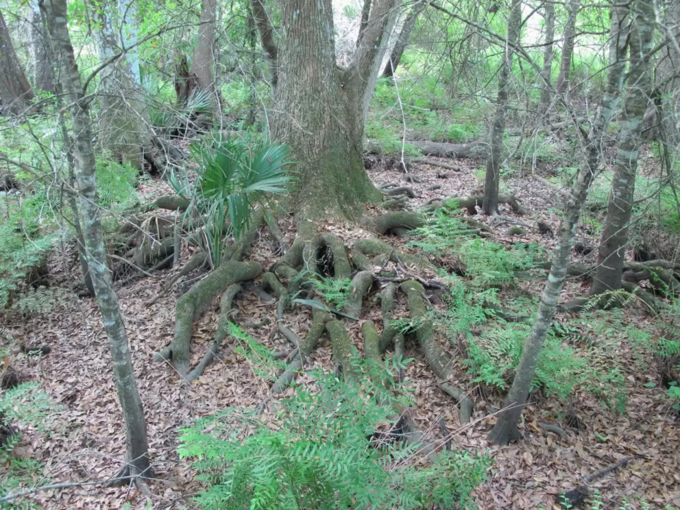 Tree roots.
