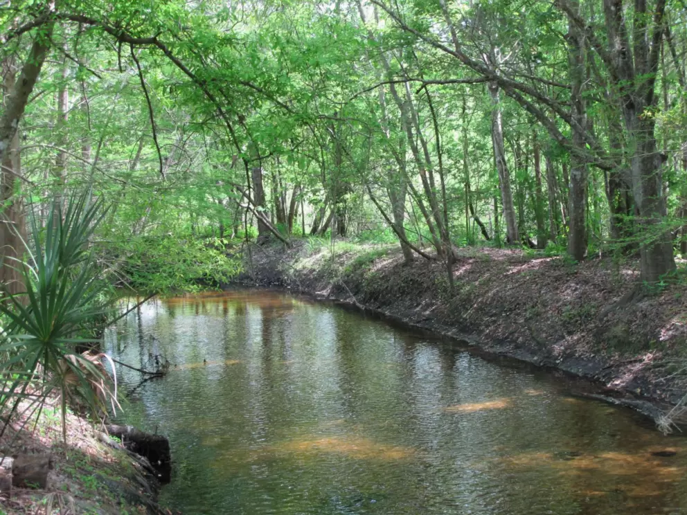 Peaceful shaded river.