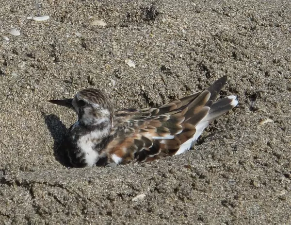 Cute bird relaxing in the sand.