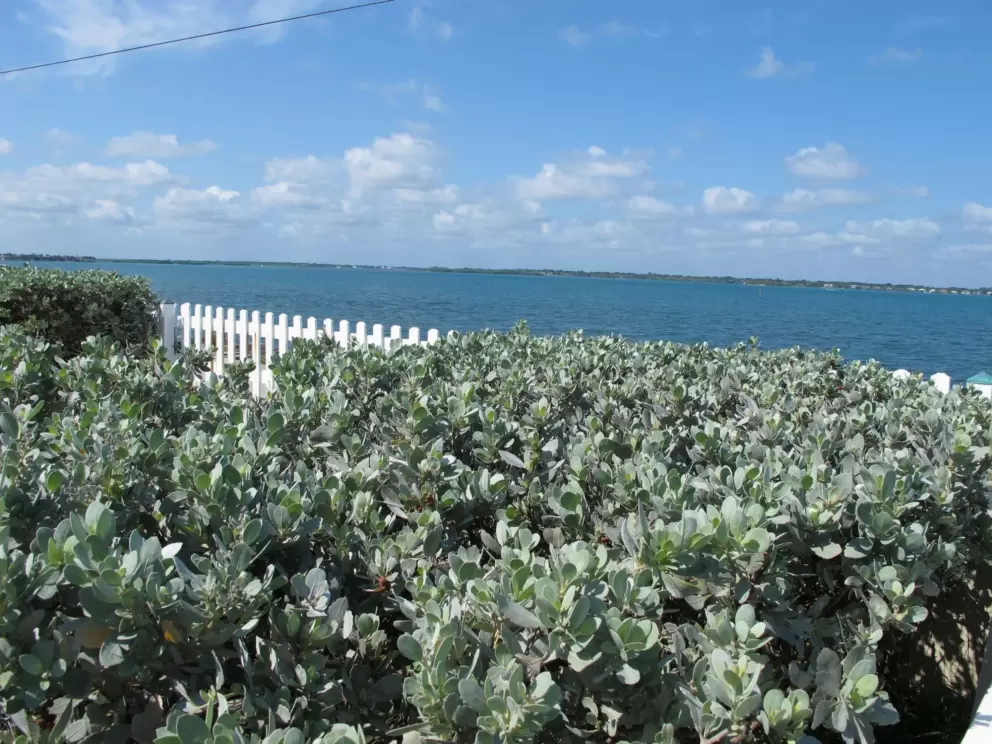 Silvery shrub and intracoastal waterway.