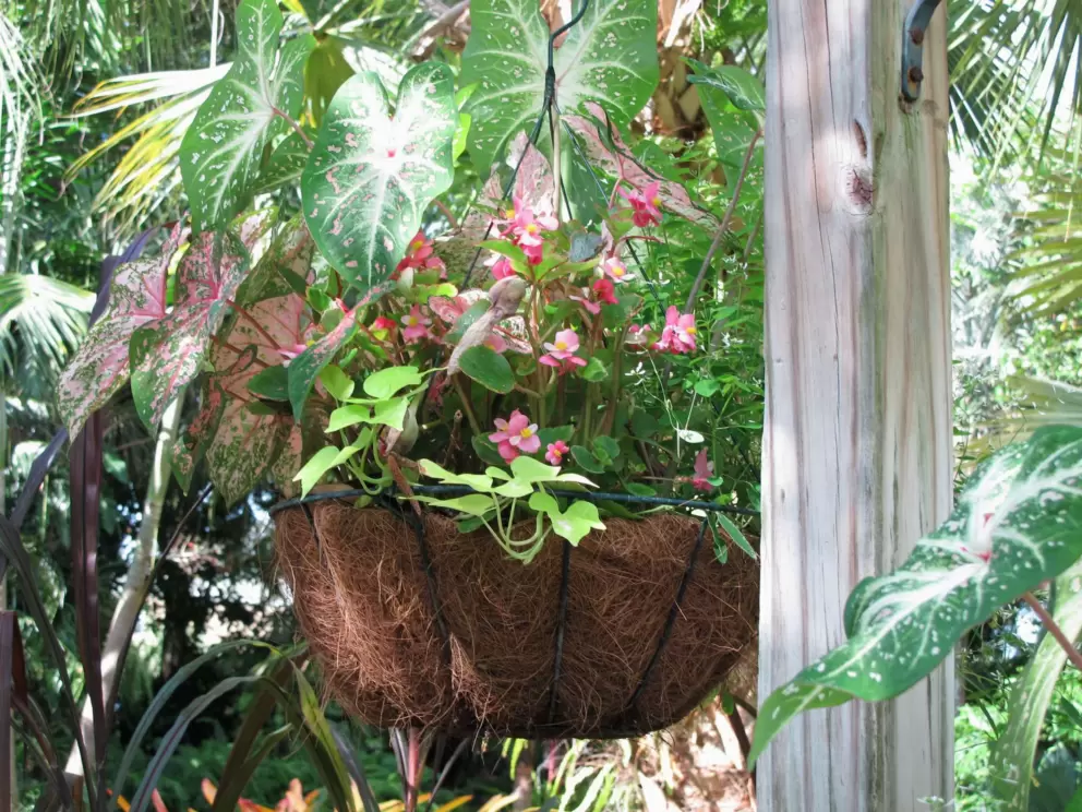 Hanging basket.
