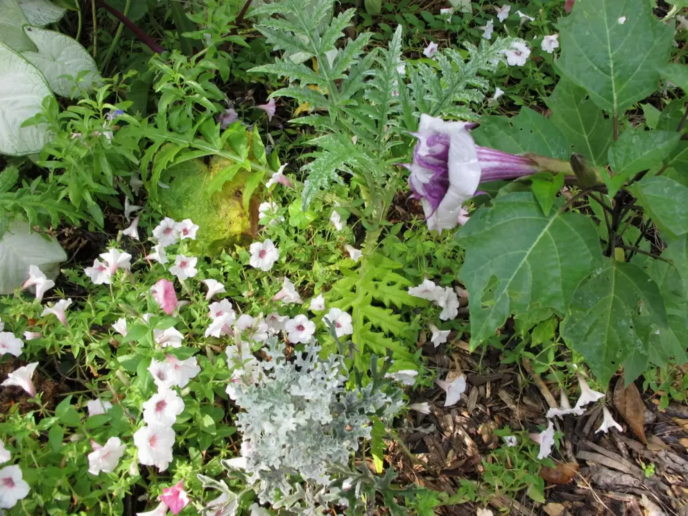Purple trumpet flower.