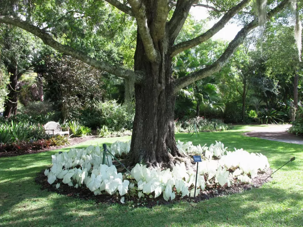 Tree surrounded by caladiums.