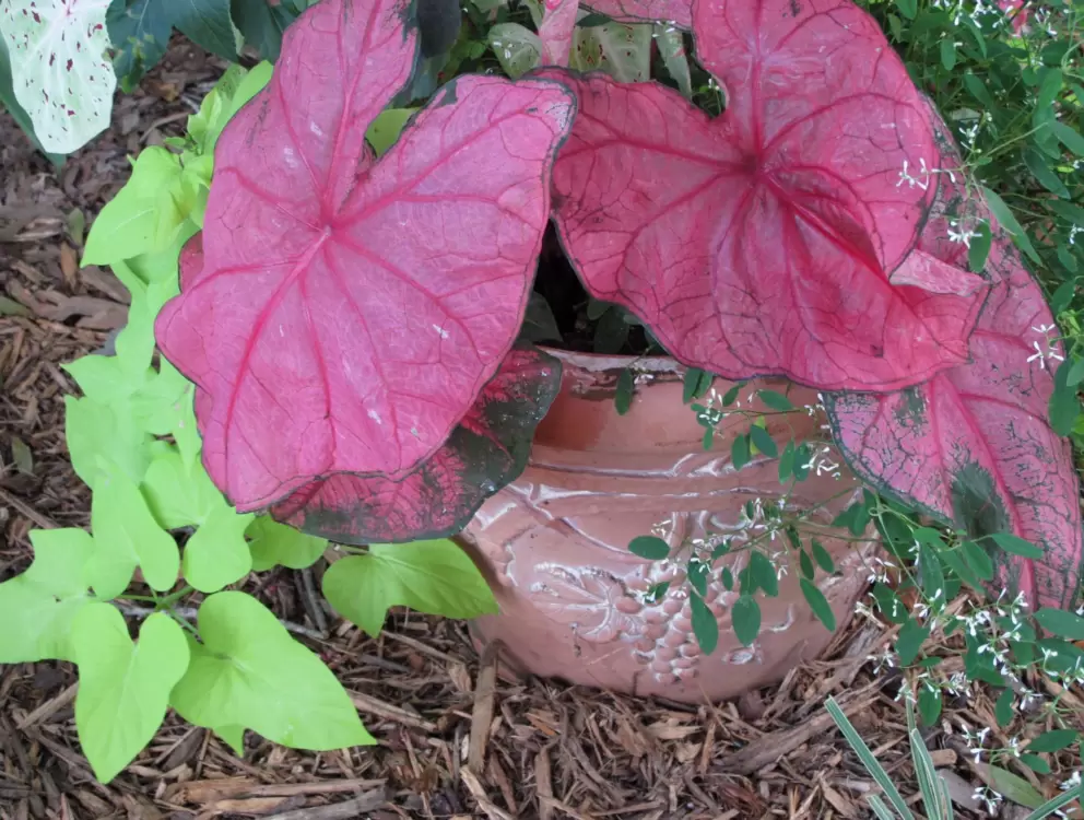 Deep pink caladiums.