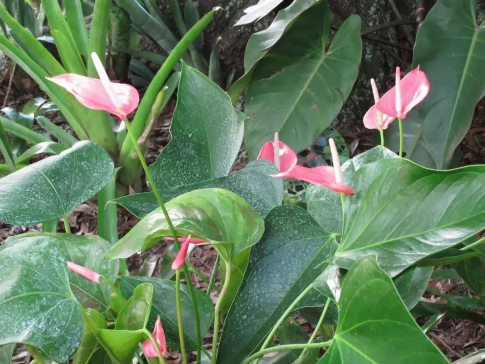 Pale pink anthuriums.