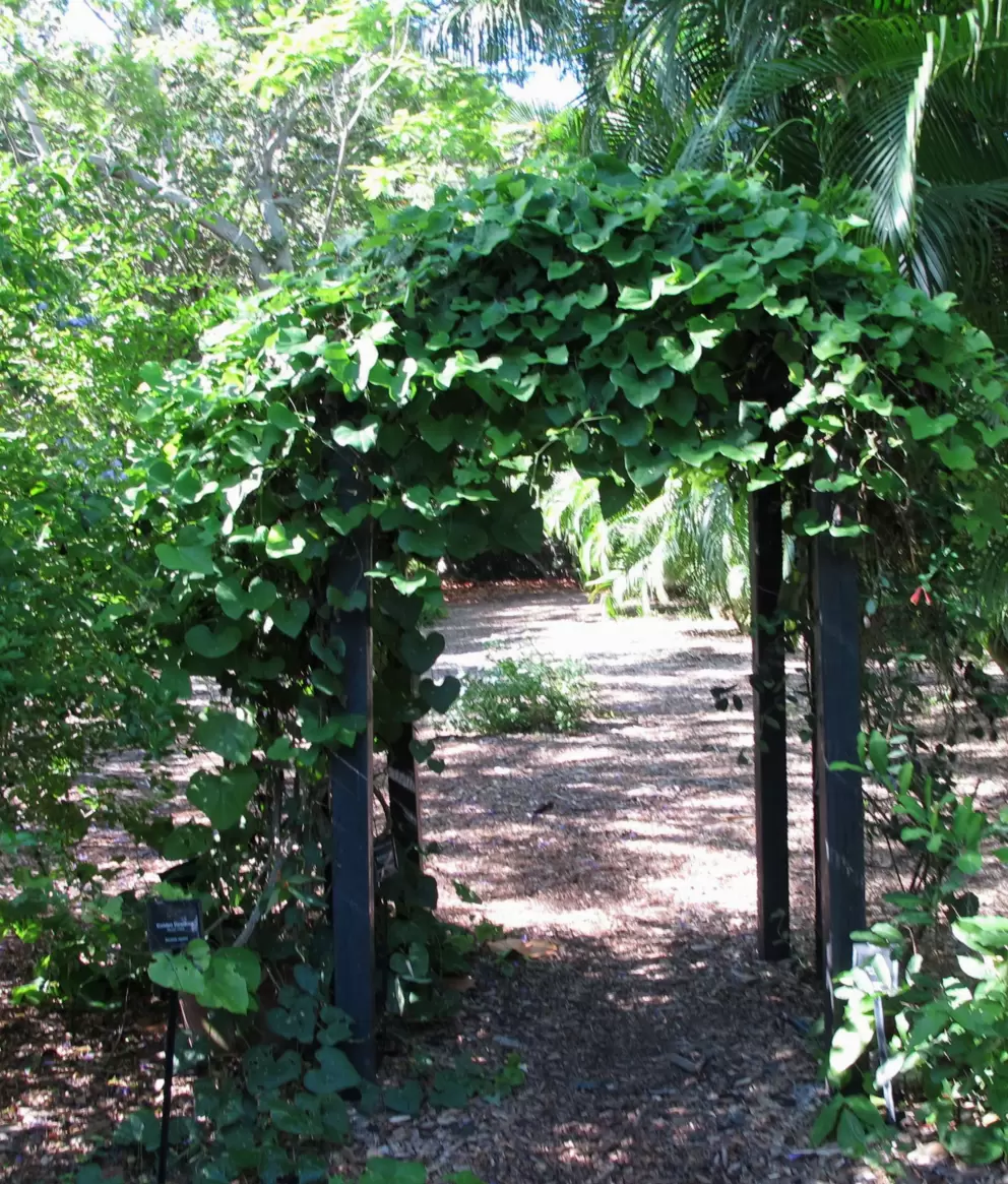 Leafy archway.