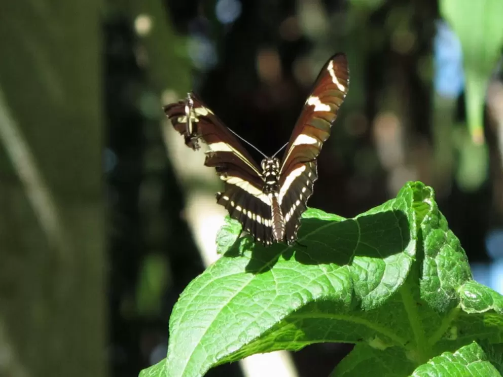 Zebra Longwing butterfly!