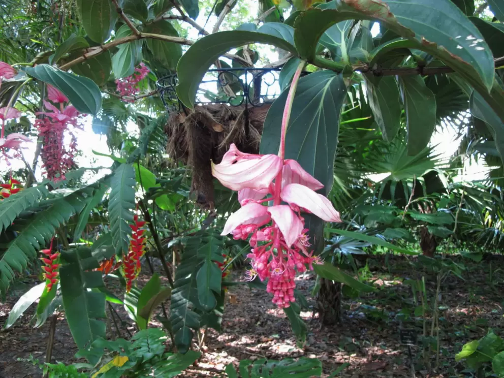 Pink tropical flower, plus Lobster Claw Heliconias in the background.