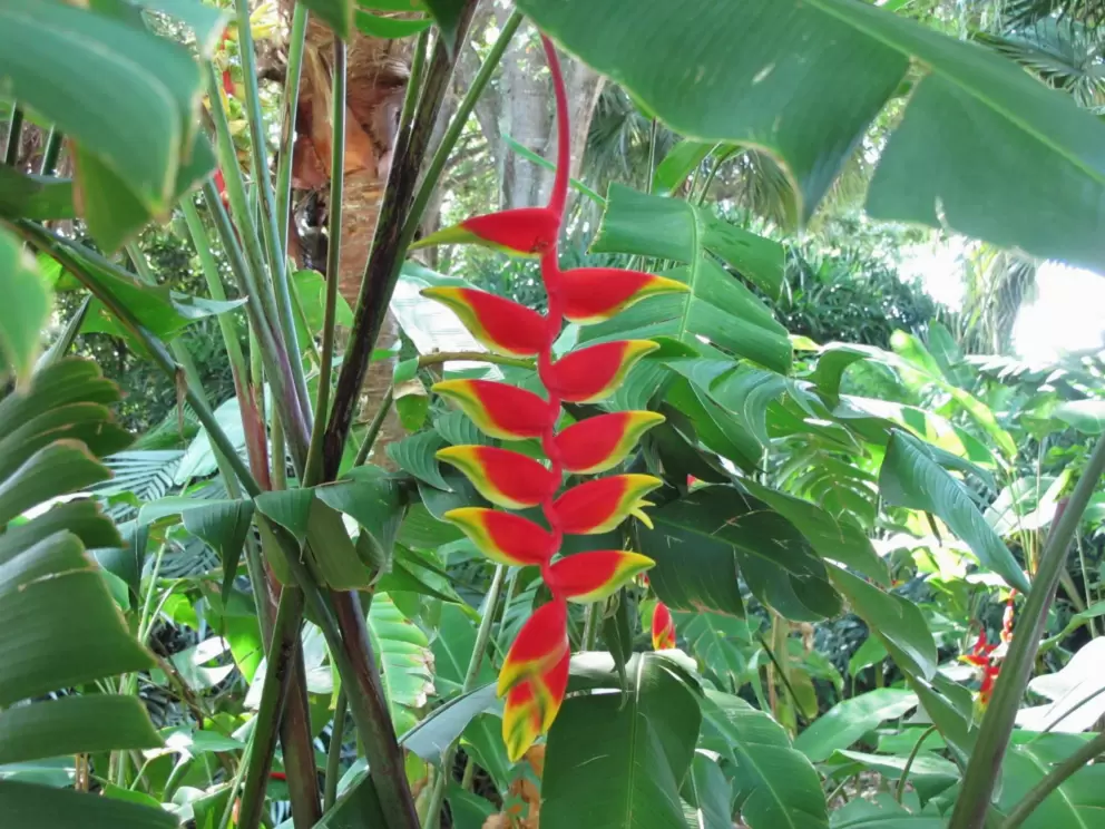 Lobster Claw Heliconia.