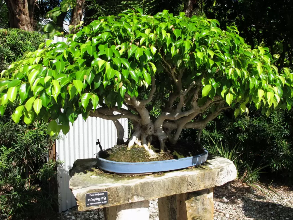 Weeping Fig Bonsai.