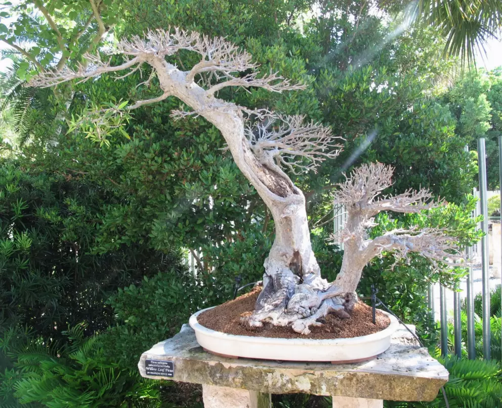 Willow Leaf Ficus Bonsai.