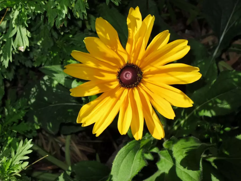 Black-eyed Susan.