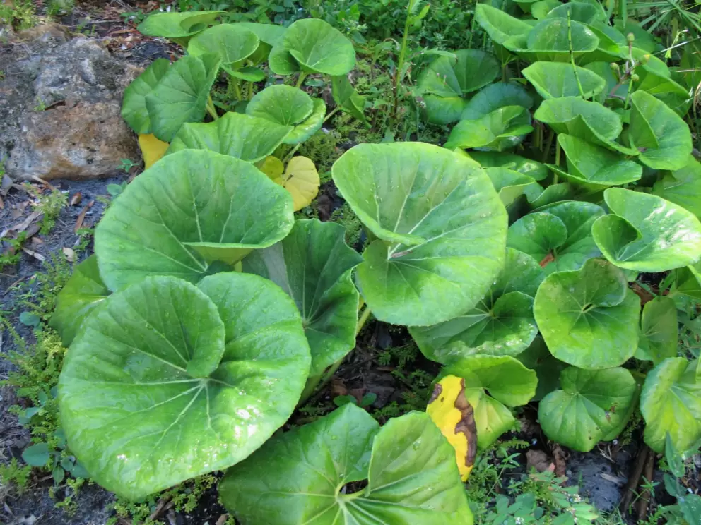 Curly leaves in the Japanese Garden.