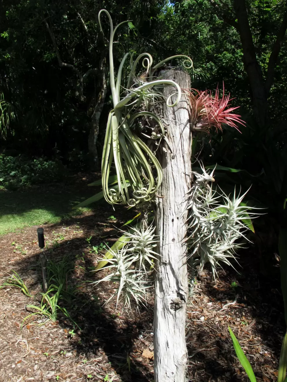 A strange plant.