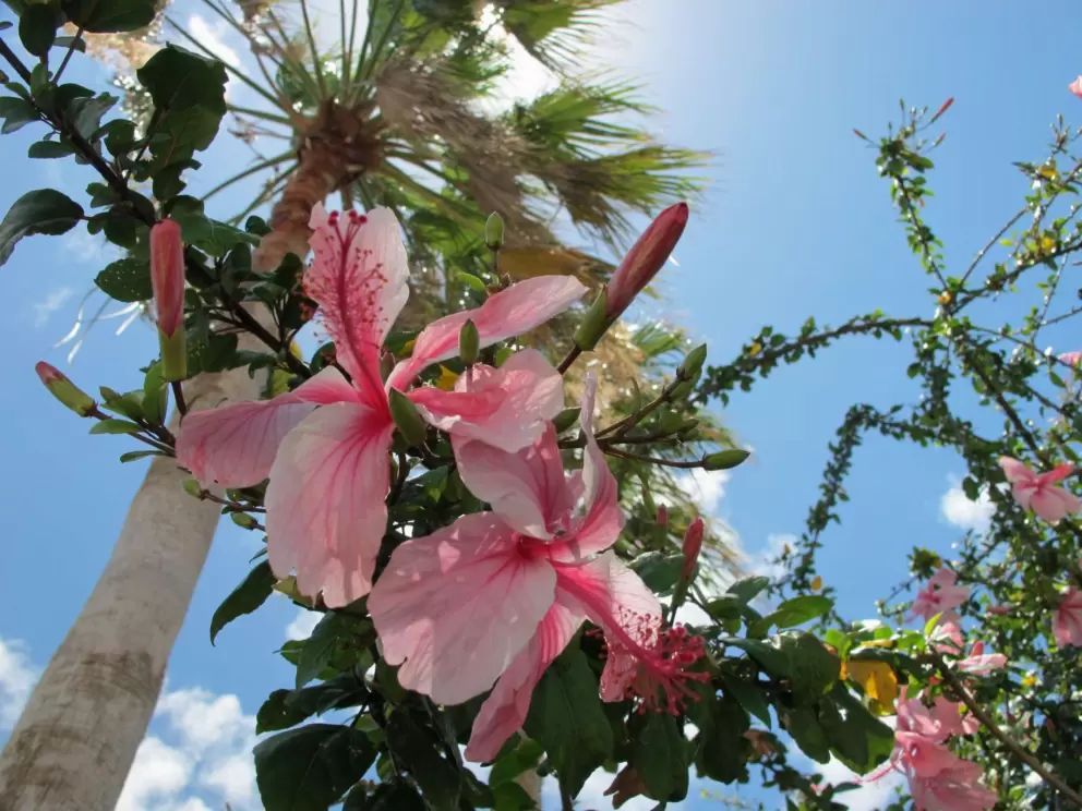 Pink hibiscus and palms.