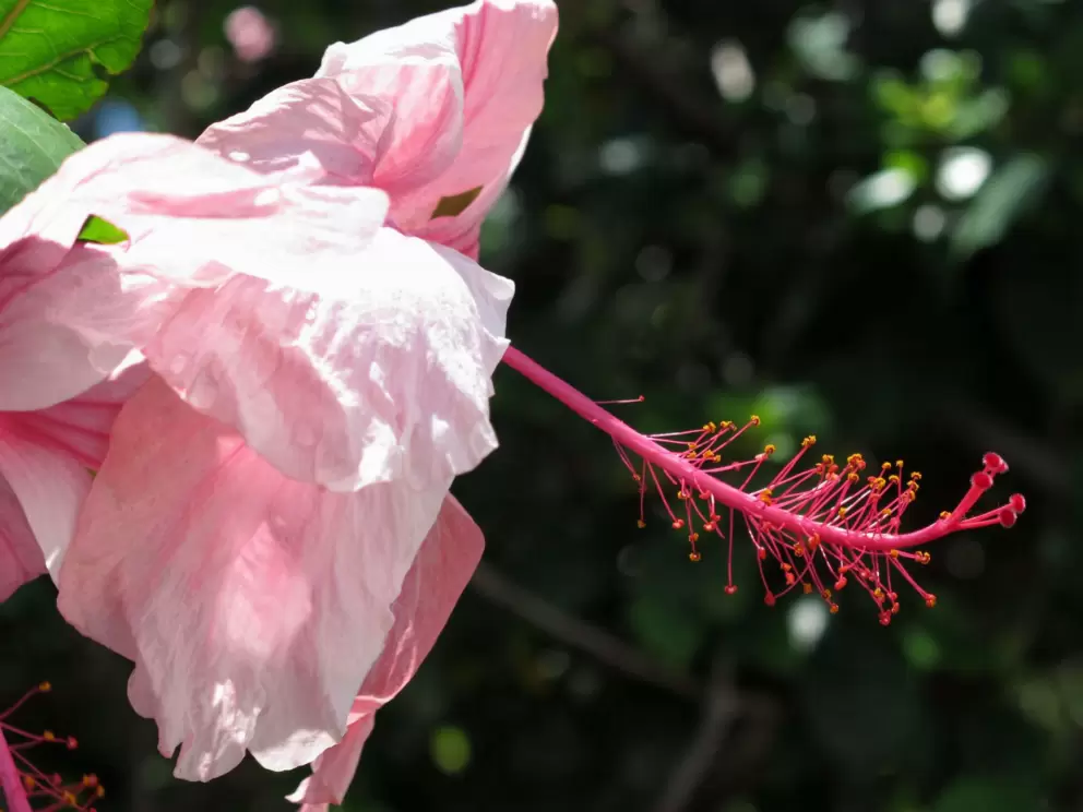 Closeup of pink hibiscus- what a beauty!