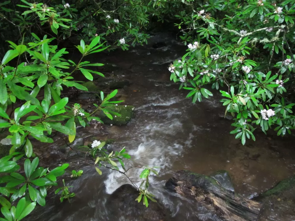 Flowers hanging over the stream.