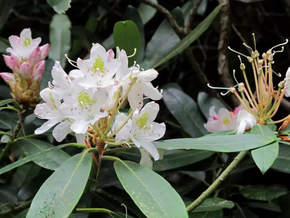 Flowers along the trail.
