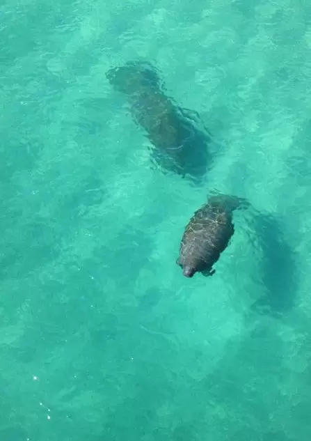 Two manatees seen from the pier, August 2015!