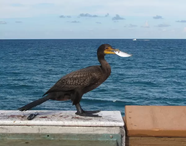 A bird enjoys a fish given to him by a fisherman on the pier.