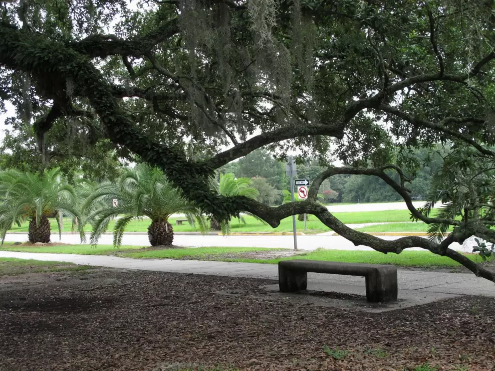 An amazing branch leans over a bench.