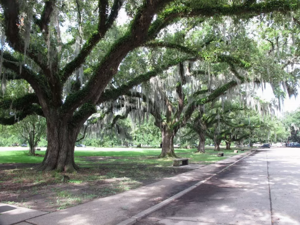 Row of trees.