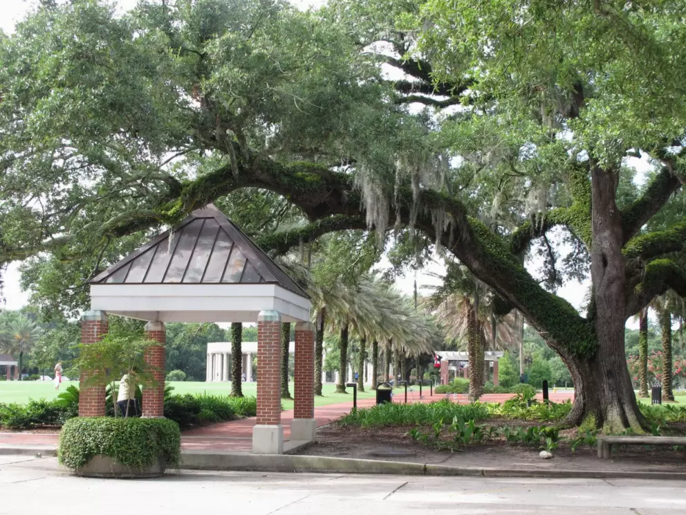I love the trees covered in vines.