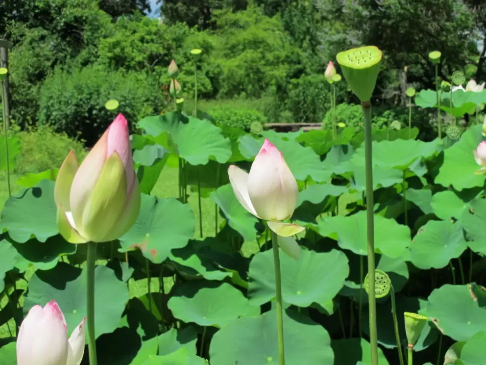 Lotus flowers.