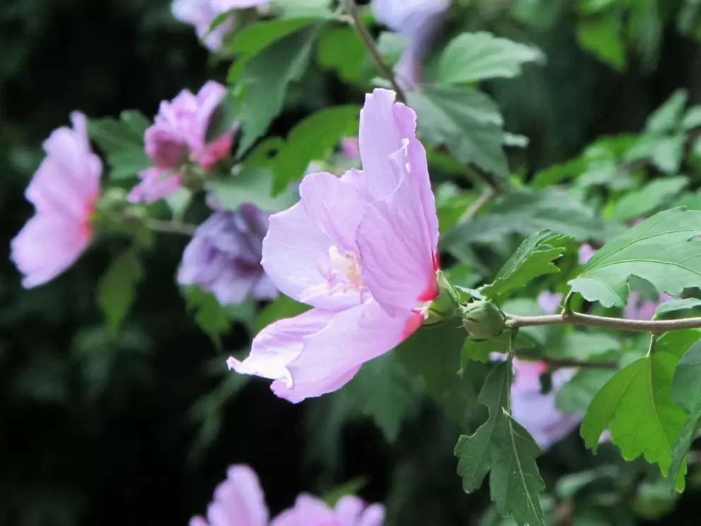 Flower catching the light.