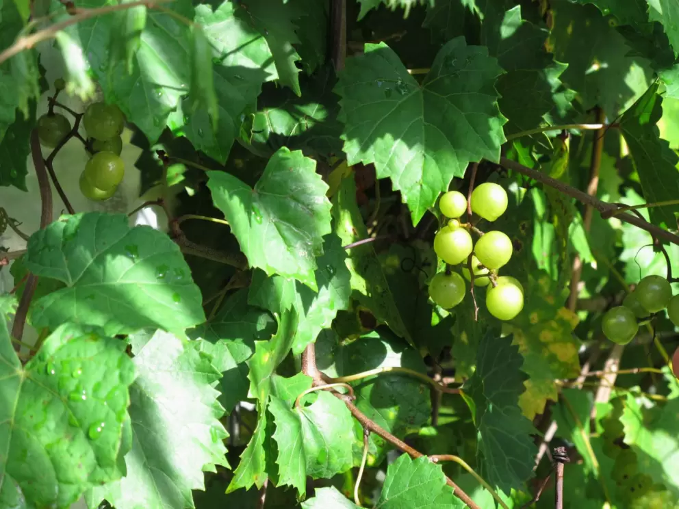 Green grapes on a vine.