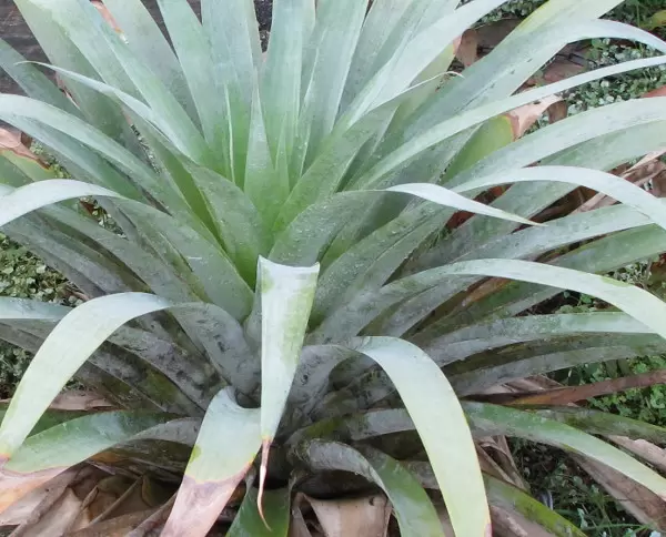 The lovely silvery green tones of a plant.