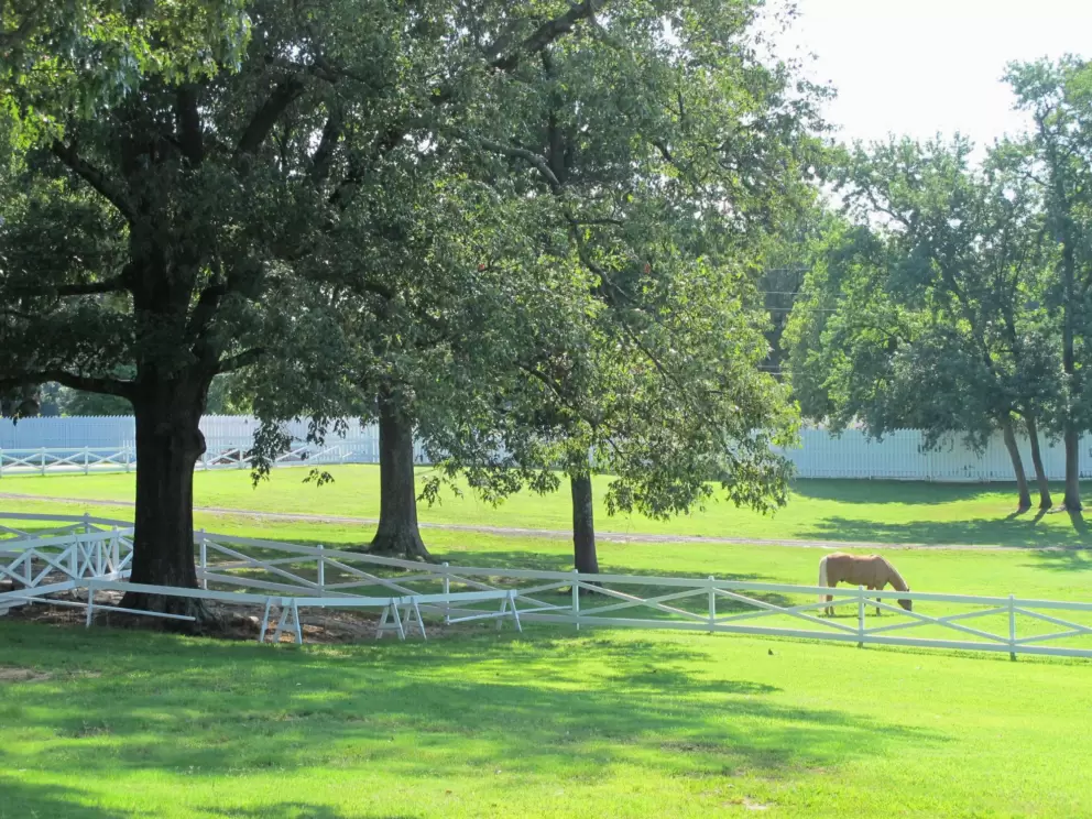 Horses on the hills behind the house.