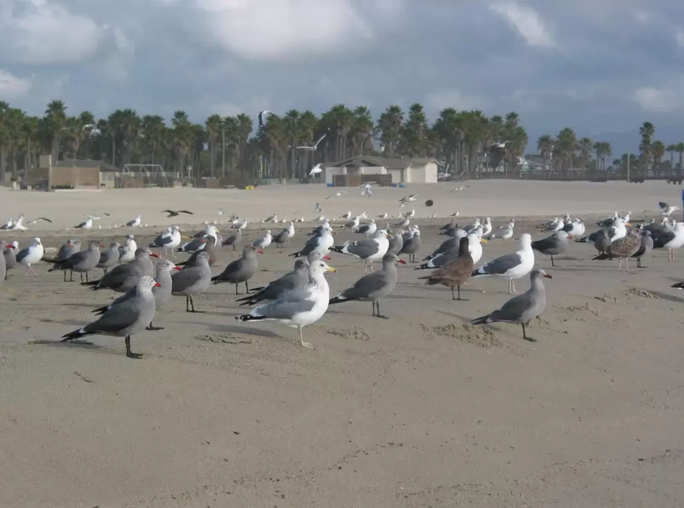 Serious seagulls staring out to sea...