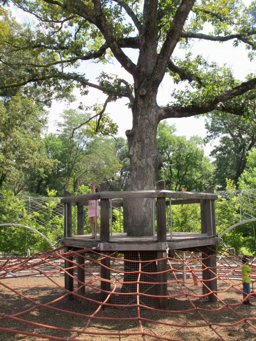 Space net around a tree. Very cool!