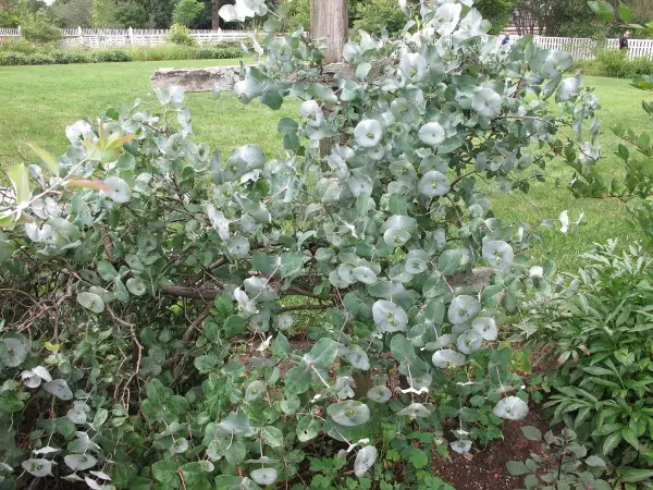 Plant with cute leaves.