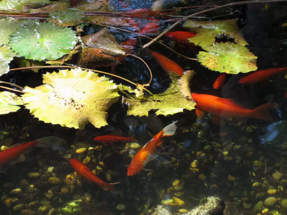 Koi pond.