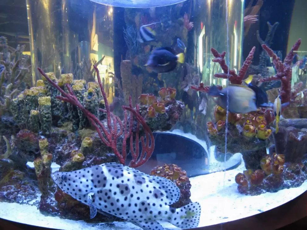 Panther grouper, in the aquarium.