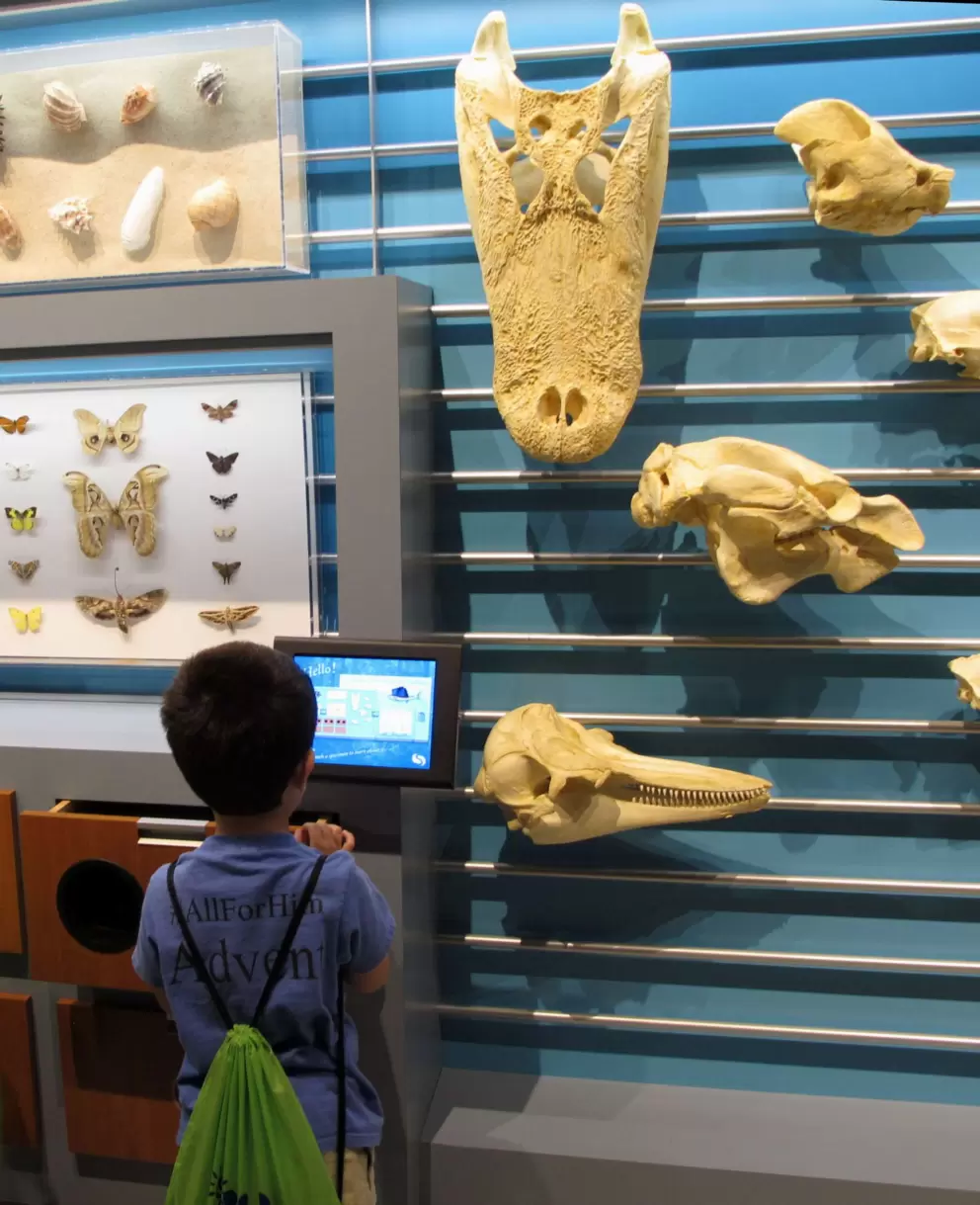 Shells, butterflies, and skulls.