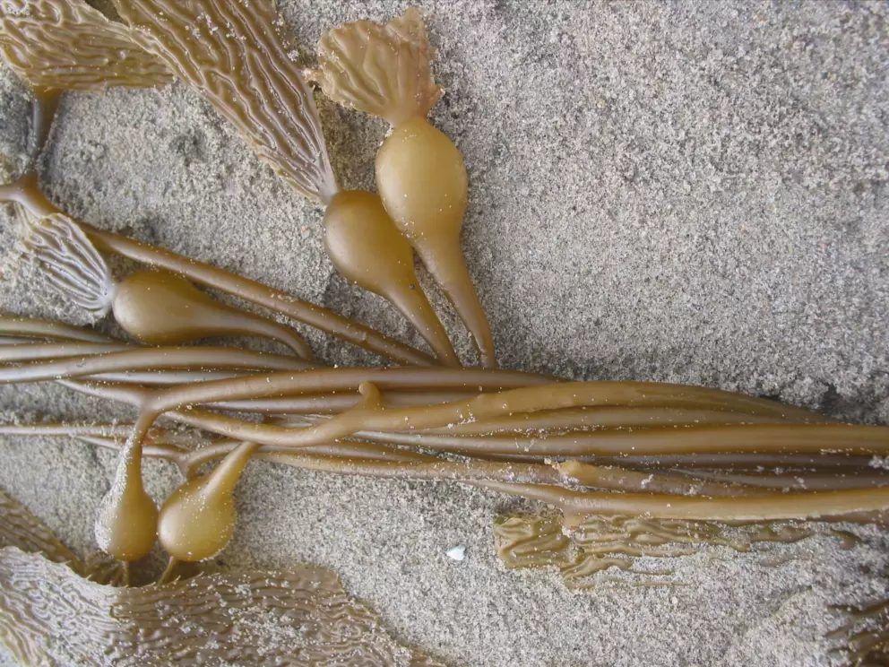 Kelp on Port Hueneme Beach.