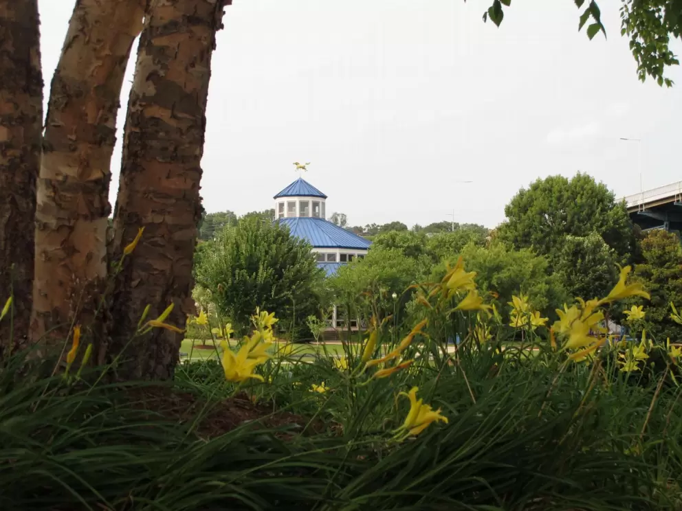 Lilies and blue carousel building in the distance.