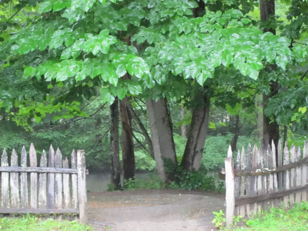 Trees with glossy leaves.