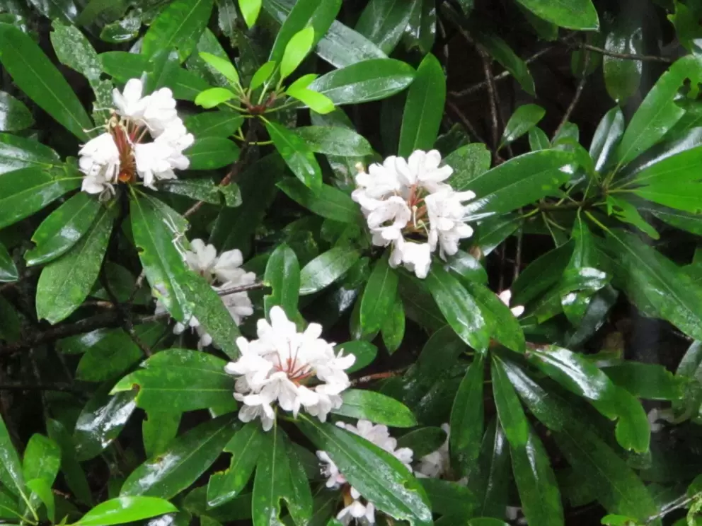 Flowers and glossy leaves.