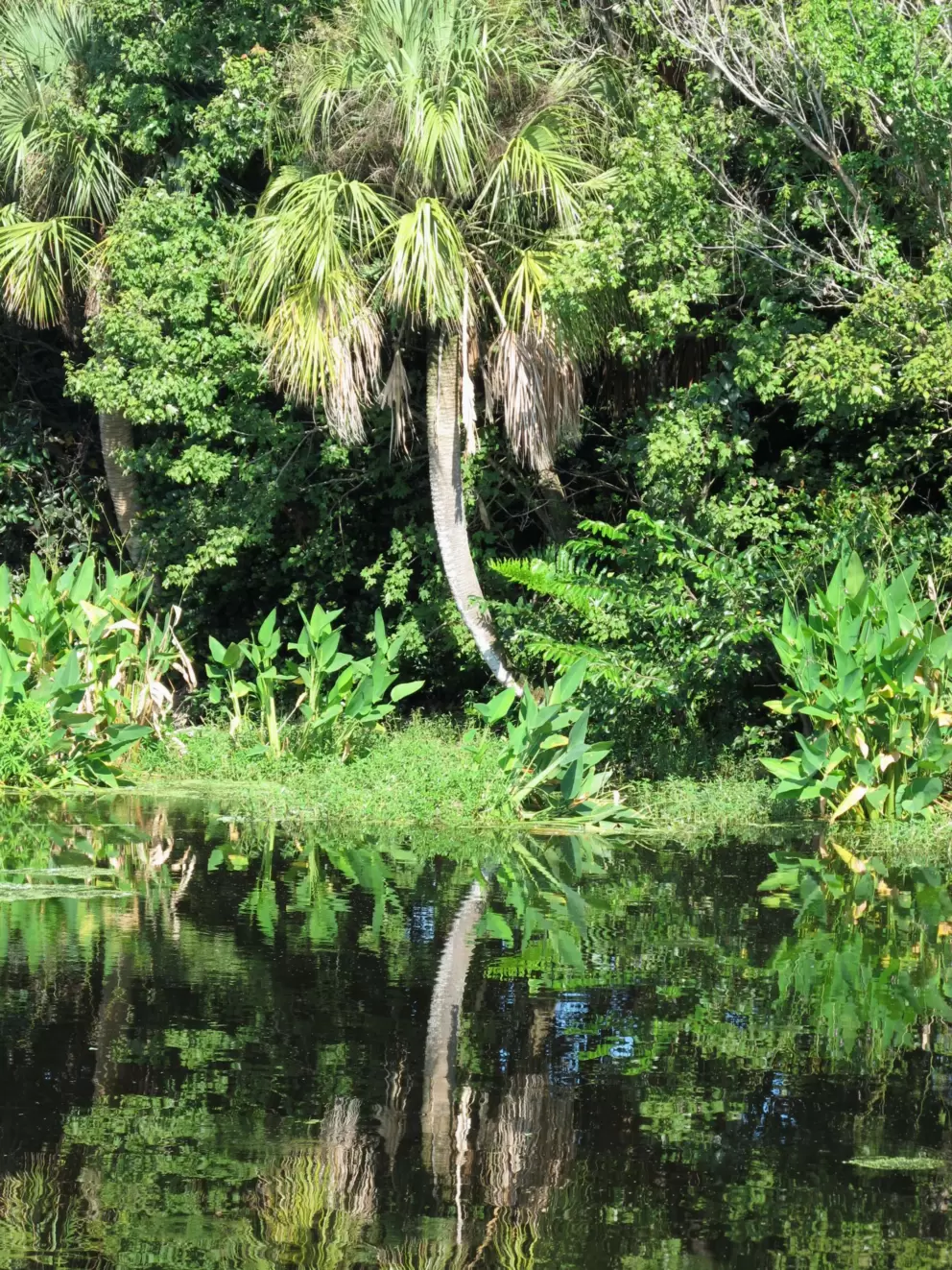 Palm tree and reflection.