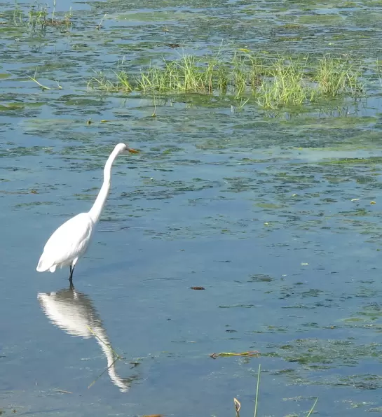 Snowy egret, looking intense.